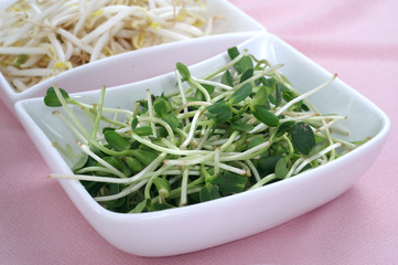 Fresh sunflower sprouts