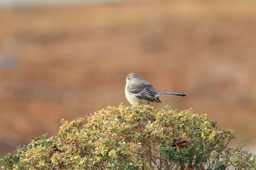 Northern Mockingbird (Mimus polyglottos) in North America