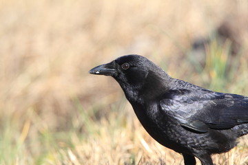 American Crow