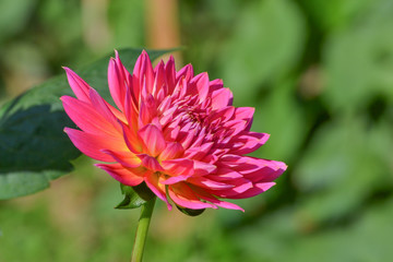 Dahlia