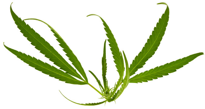 feuilles de cannabis