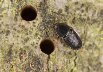 European oak bark beetle, Scolytus intricatus, extreme close-up