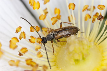 Small longhorn beetle, Alosterna tabacicolor