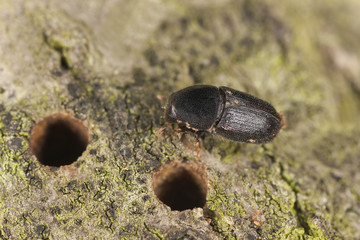 European oak bark beetle, Scolytus intricatus, extreme close-up