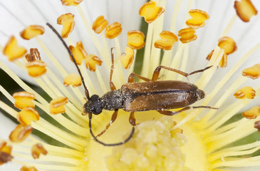 Small longhorn beetle, Alosterna tabacicolor, macro