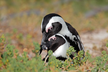 Fototapeta premium African penguins (Spheniscus demersus)