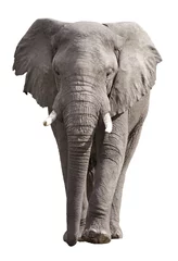 Poster Elefant getrennt auf Weiß © donvanstaden