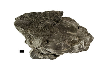Leaf fossil printed on shale (sedimentary rock)