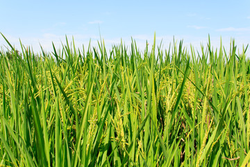 An image of young rice plants 
