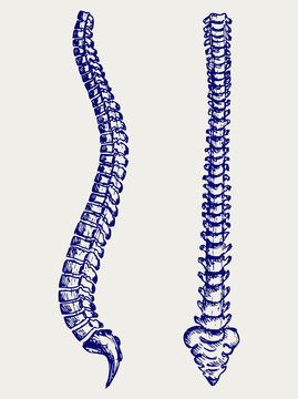 Human Anatomy Spine. Doodle style