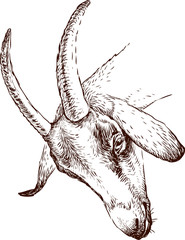 head of a goat