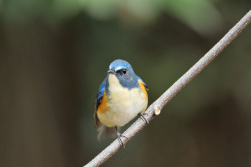 Fototapeta premium 止まり木のルリビタキ