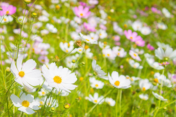 bright spring flowers background