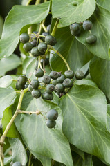 Berries of ivy plant