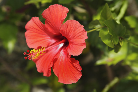 Hibiskus