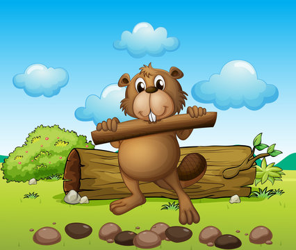 Beaver with a piece of wood