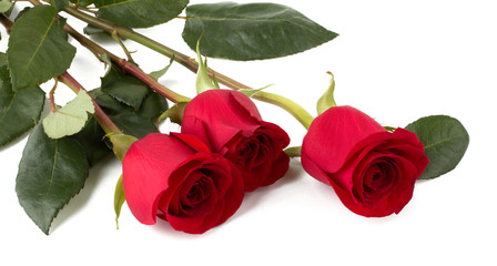 Obraz premium Beautifula red roses isolated on white background