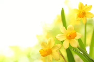 Crédence en verre imprimé Narcisse Fleurs de jonquille