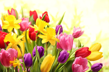Colorful tulips and daffodils - obrazy, fototapety, plakaty
