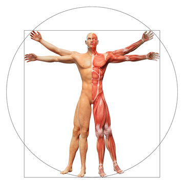 Human anatomy as the vitruvian man by Leonardo da Vinci