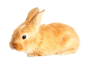 Fluffy foxy rabbit isolated on white