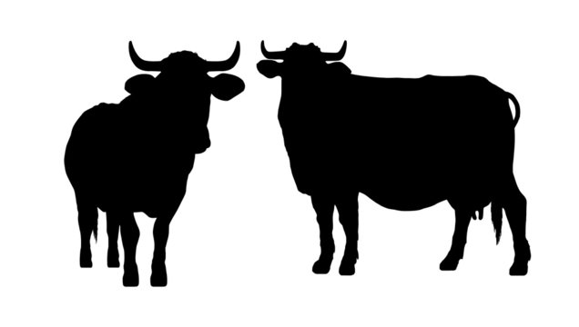 silhouette of a cow and a bull