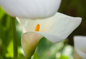 Zantedeschia