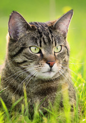 Naklejka na ściany i meble Katze im Gras - Cat in grass (Haustier)