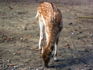 kleines Reh im Park