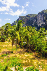 Fototapeta na wymiar Palm grove in the background of mountains. Thailand