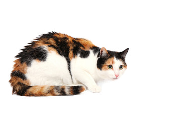 Three-colored kitty cat lying alert and wary, isolated on white
