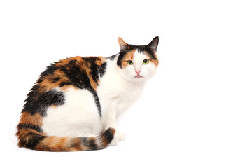 Three-color kitty cat with her tongue out, isolated on white