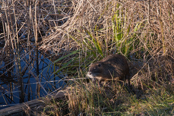 Nutria