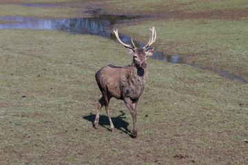 Young Red Deer Stag