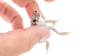 Green toad (Bufo viridis) isolated on white background