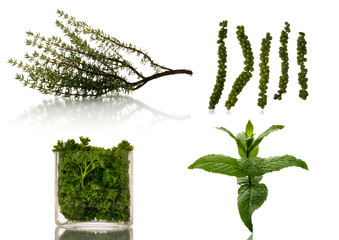 aromatic plants over white background