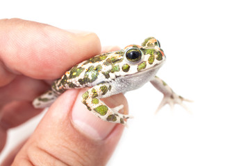 Green toad (Bufo viridis) isolated on white background