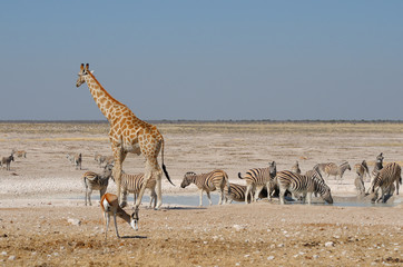 Fototapeta na wymiar ¯yrafa, Springbok i zebry
