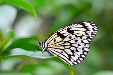 Butterfly.
