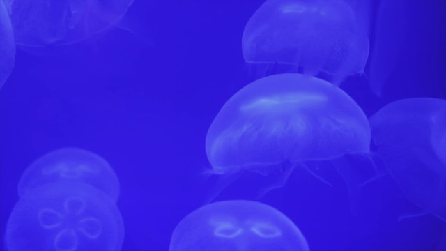Blooms of white jellyfish named aurelia