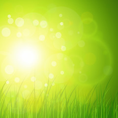 Fototapeta na wymiar Naturalny zielony, słoneczny tło.