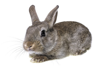 little brown rabbit on a white background