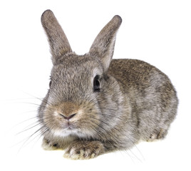 a little brown rabbit on a white background