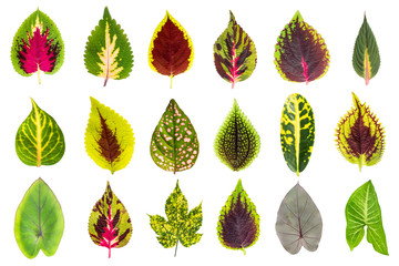 Exotic Leaf Collection set