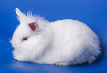 white rabbit on a blue background