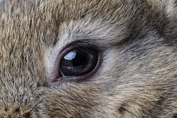rabbit eye © Vera Kuttelvaserova