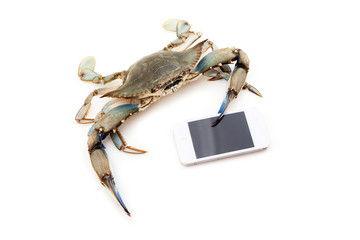 Blue crab holding a mobile phone