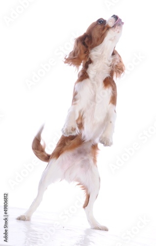 Chien Cavalier King Charles Stock Photo And Royalty Free