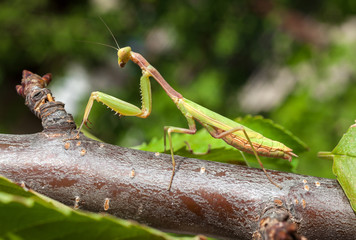 Praying Mantis