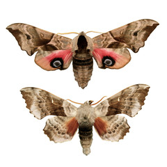 Two hawk moths